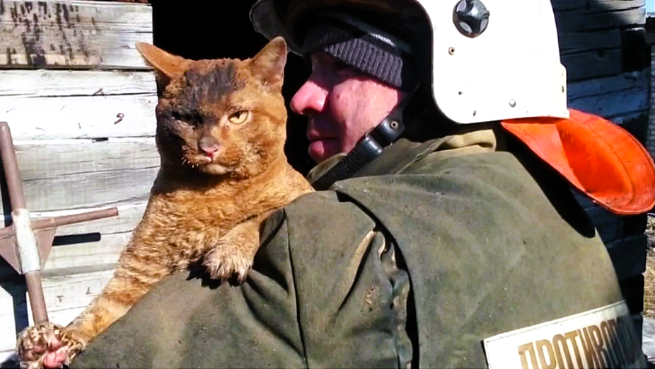 Кот, спасенный на пожаре в Благовещенске несколько лет назад. Тот случай, когда доподлинно неясно: кота спасли из огня или он успел уже и сам все потушить - настолько суров его вид!
