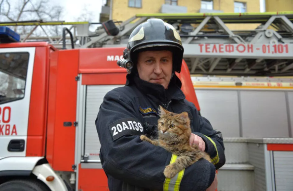 Кот Тушила - спасенный из огня котенком и ставший талисманом одной из ПЧ г.Москвы Источник: ria.ru