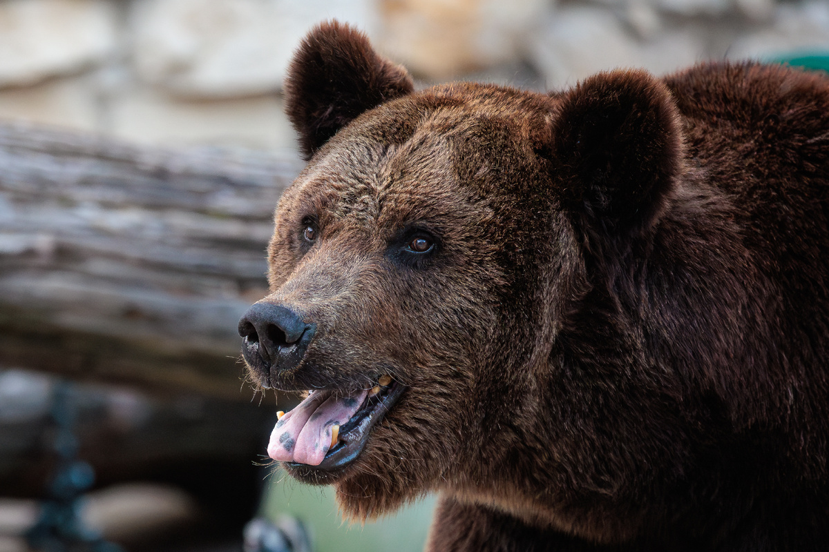 Фото:  © Edgar Breshchanov/ Global Look Press