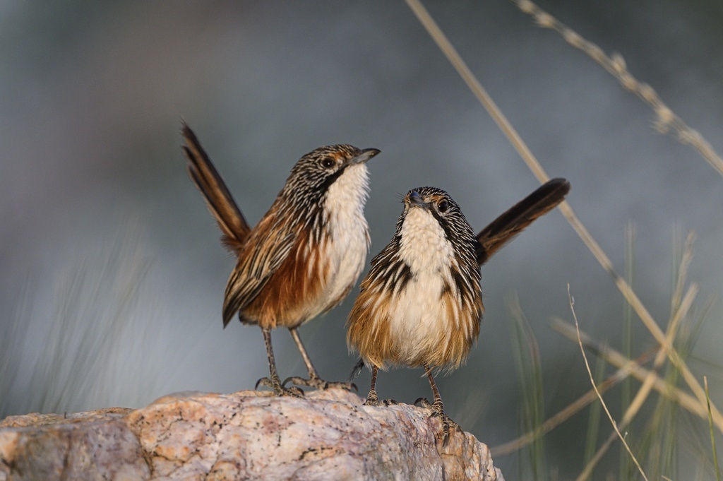 Северные травяные малюры, австралийские птички, которым угрожает экстремальная жара, фото franbellbird 