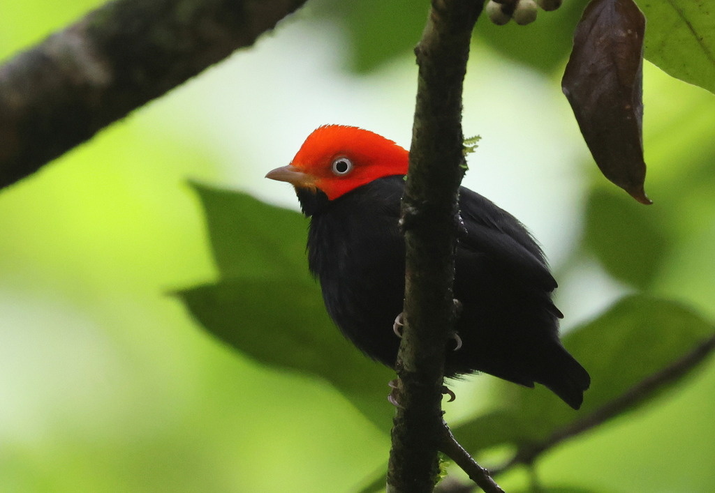 Красношапочная пирра, птичка из тропических лесов Коста-Рики, находящаяся под угрозой, фото guyincognito  