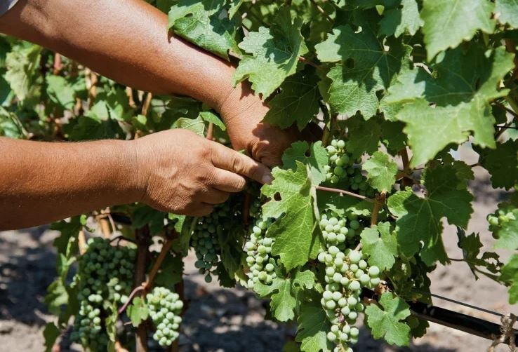 Августовский уход за виноградом: 5 важных процедур для сладкого урожая