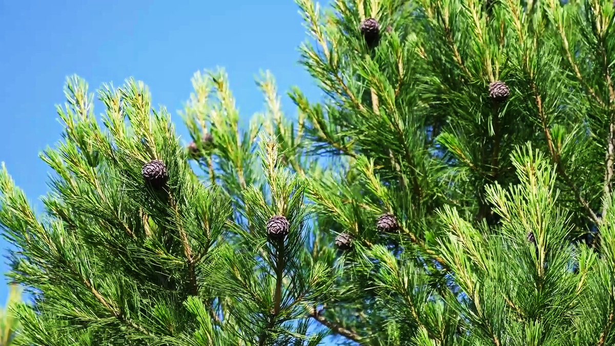    Сезон сбора кедровых шишек начнётся в Югре в конце августа