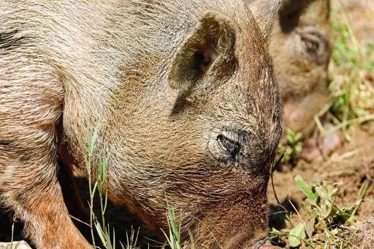    В Эстонии заявили об угрозе продовольственной безопасности из-за вспышки АЧС