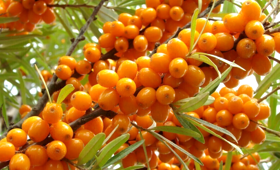 Облепиха и её невероятные свойства