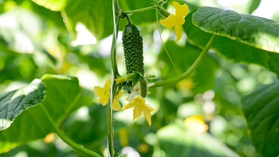    Автор фото: Ермохин Сергей/"ДП"