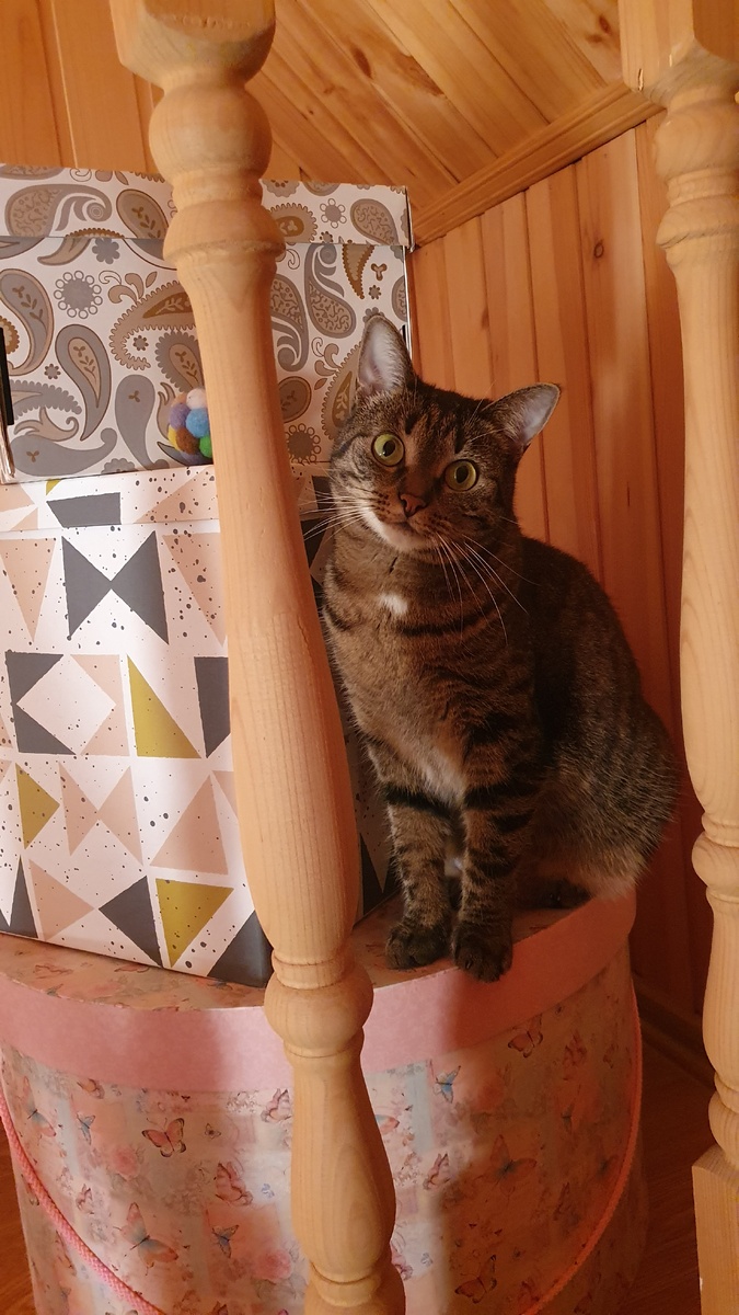 Это про меня опять хозяйка пишет?