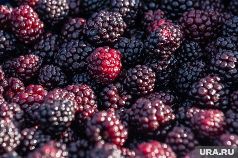    Ежевика — стелющийся кустарник или полукустарник с многолетним корневищем и побегами, живущими два года