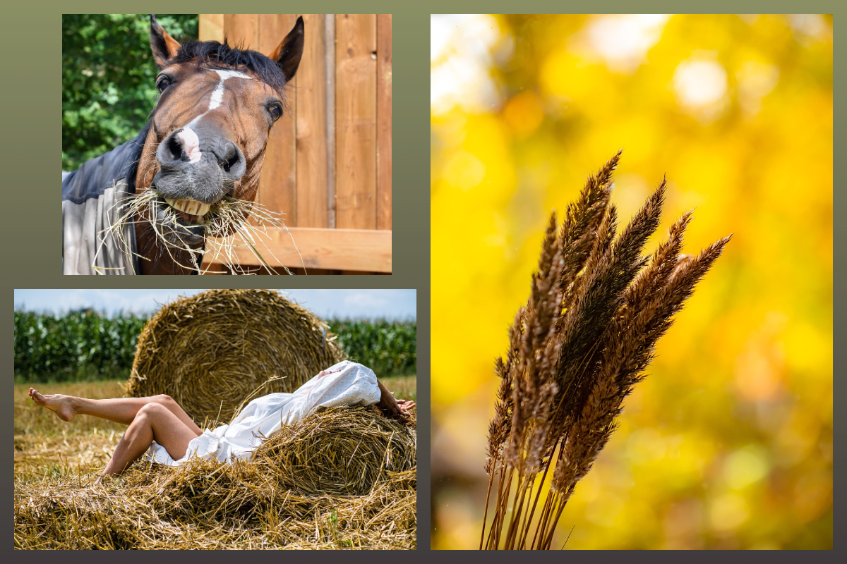 Лето, сено, лошадь/pixabay.com