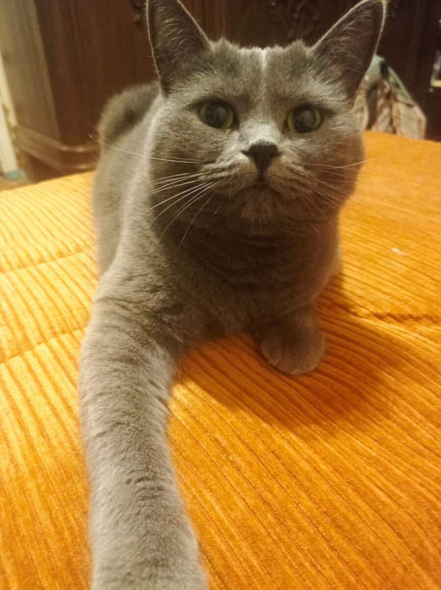 Вот с этой самой красавицы началась тема кошек на нашем канале