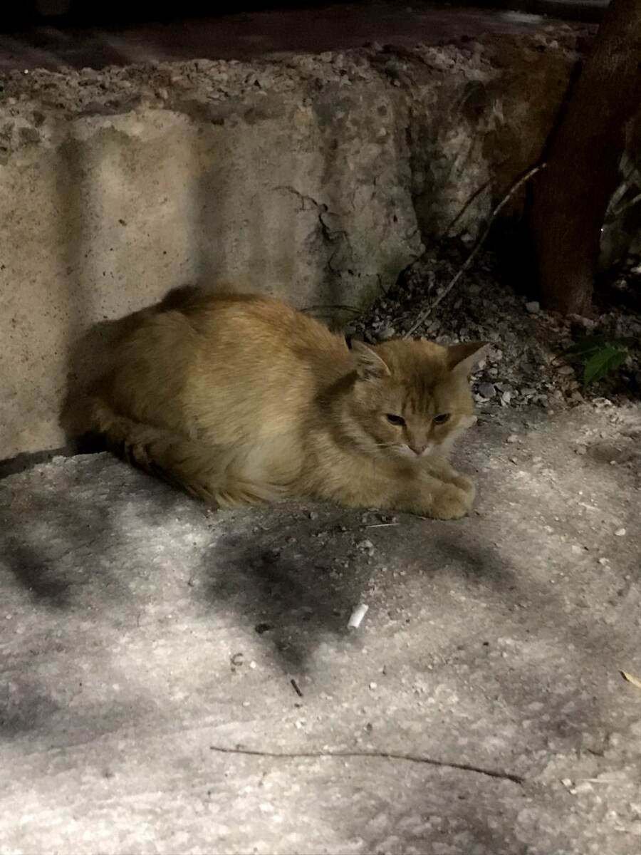 Таких вот красивых котов и кошек привезли нерусские строители нам на предприятие. На улице они конечно выглядели не так хорошо, как могли бы