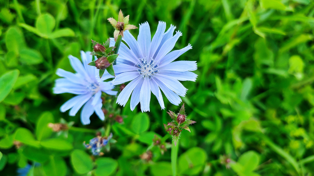 Цикорий на моём огородном лугу