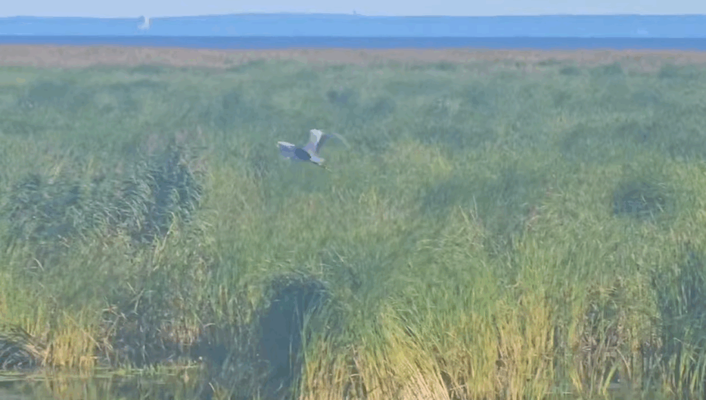 Фото: Pr Scr telegram.org / Официальный канал ФКП "Дирекция КЗС г. СПб Минстроя России" (Дамба Санкт-Петербурга)