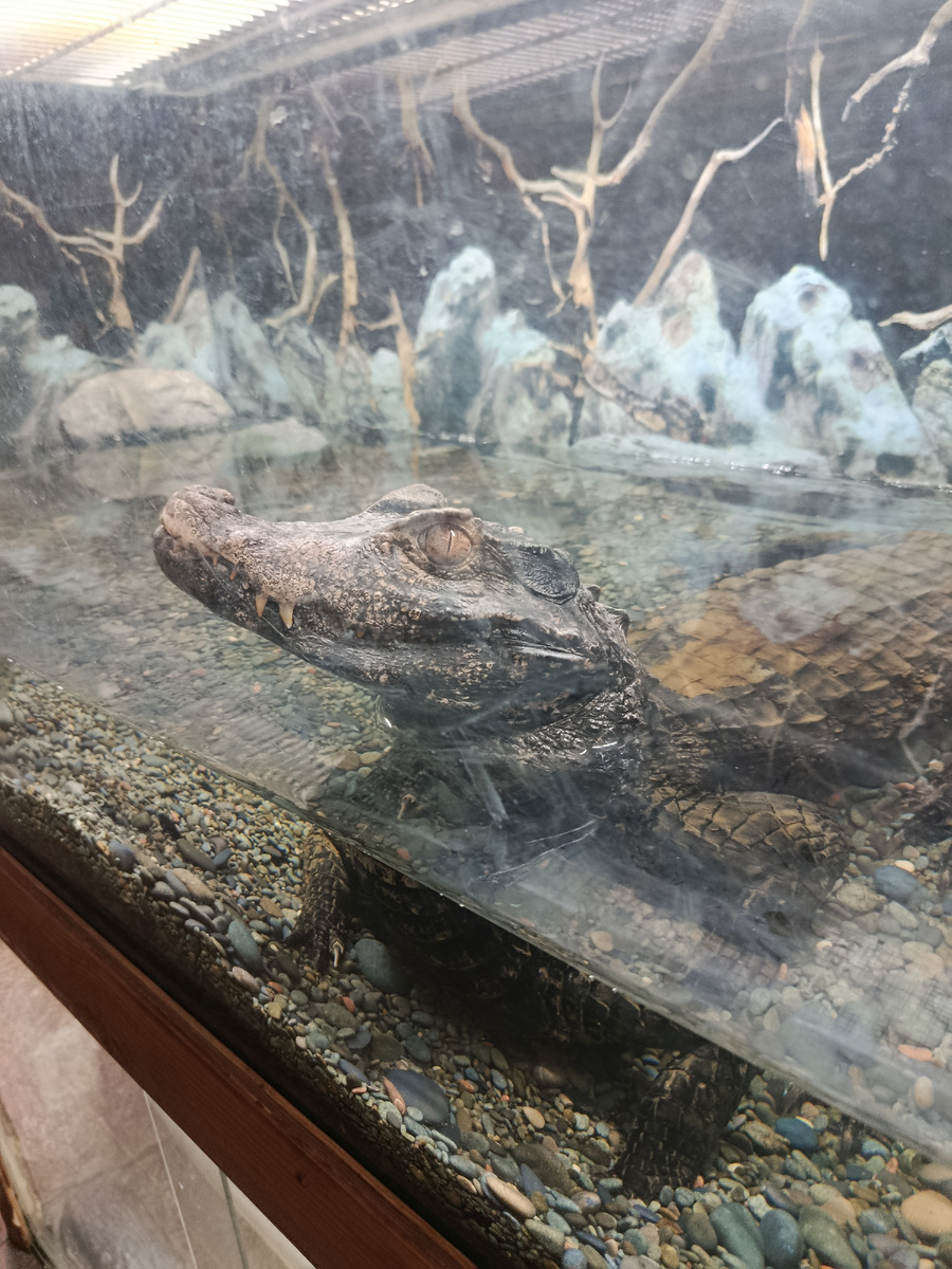 Обитатель Ялтинского крокодиляриума