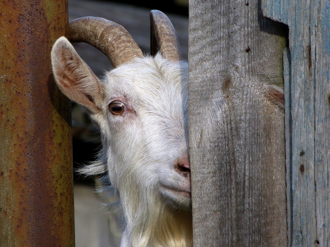 Изменение сайт картинки https://goo.su/wuUsO Белка