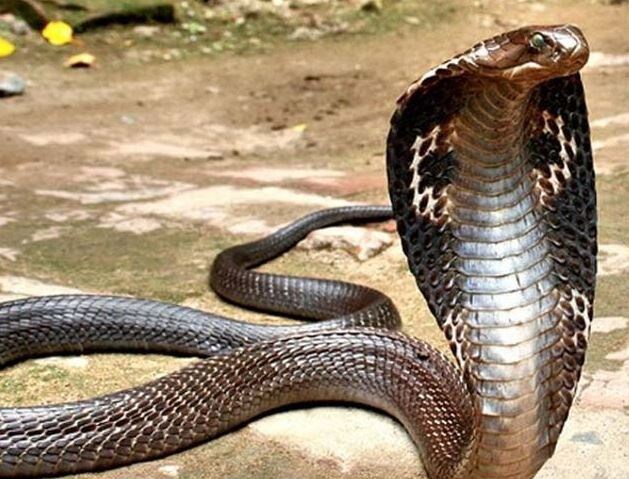 Информационное агенство "Время Н"