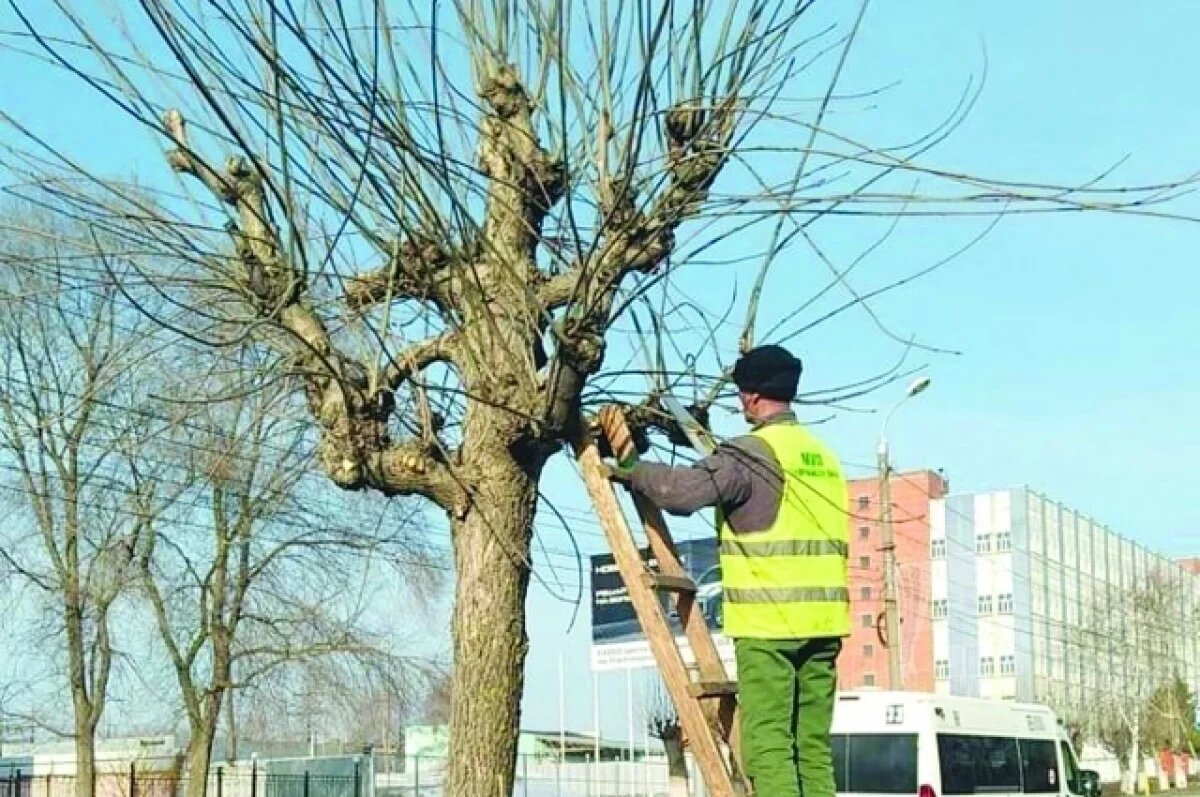    В Детском парке Пензы планируют вырубить деревья из-за ясеневой златки