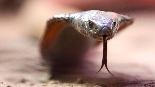    © Getty Images / picture alliance