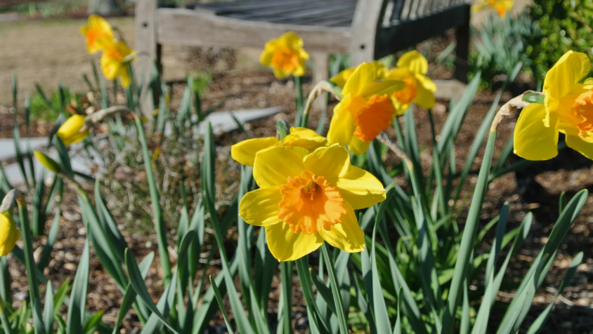 Трубчатые нарциссы