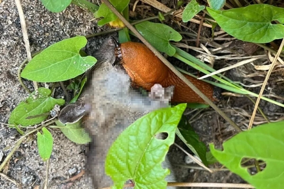    Тверскую область атаковали плотоядные слизни-падальщики
