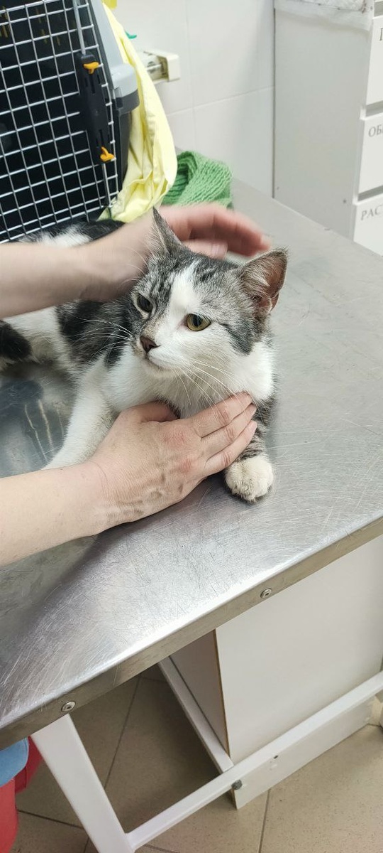 Кискас мурчал даже во время осмотра