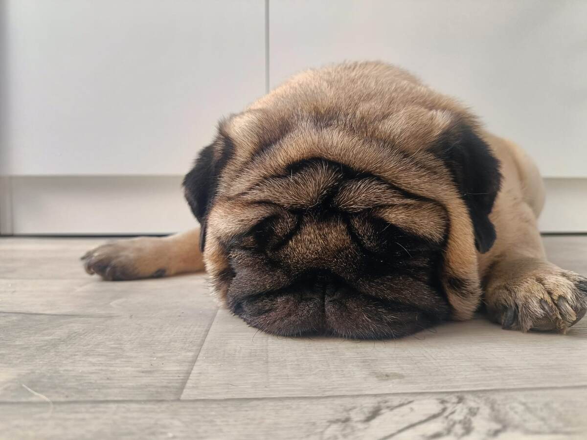 Это мой мопс.