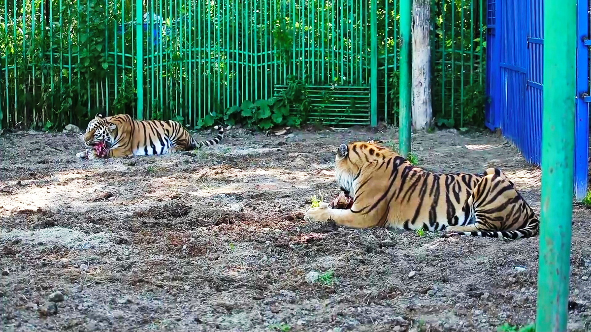    Как живут полосатые и пернатые обитатели зоопарка в Нефтеюганском районе