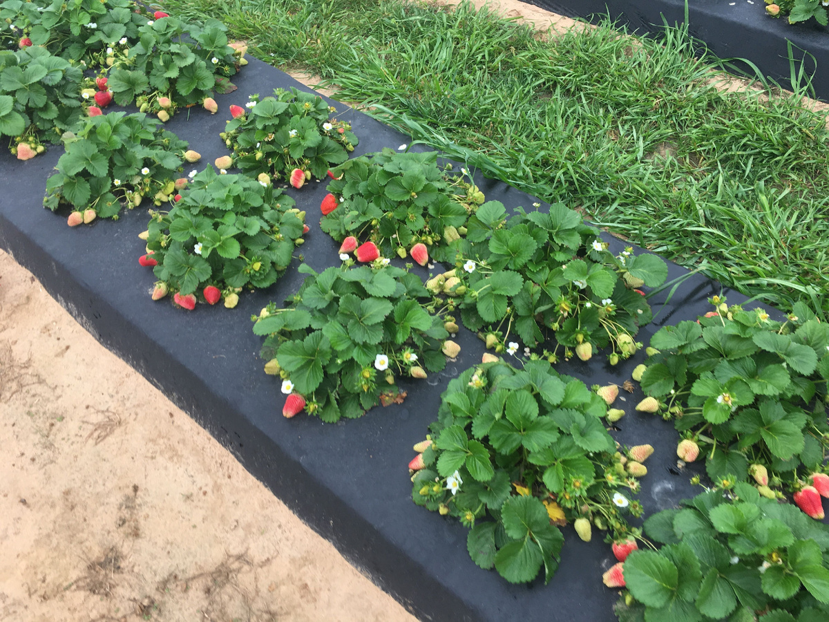 Красивая клубника, но не моя...