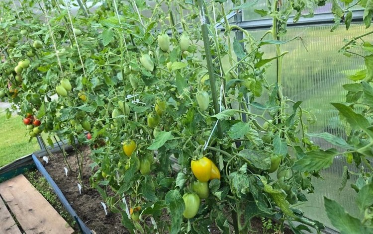 Зеленые помидоры на зиму: 3 лучших рецепта на будни и праздники