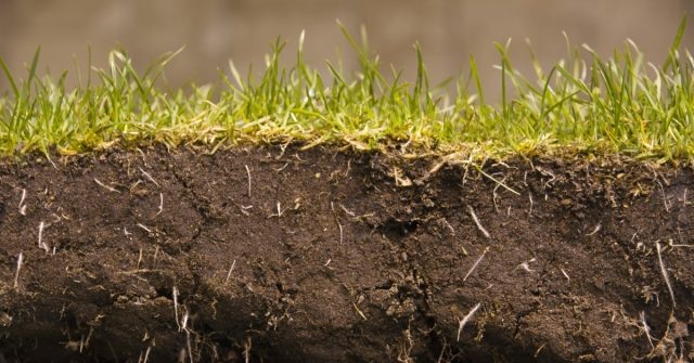 Дерновая земля до обработки (фото из интернета)