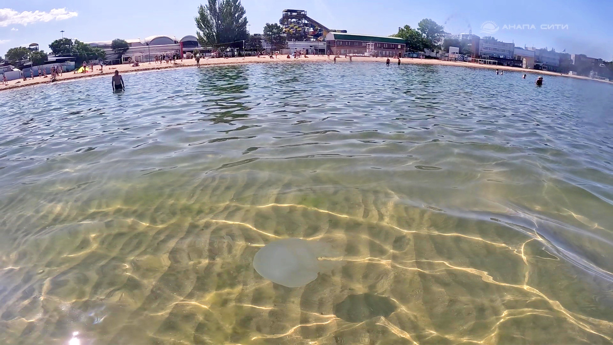 Медуза на мелководье. Песчаный пляж в городе Анапа 14.08.25