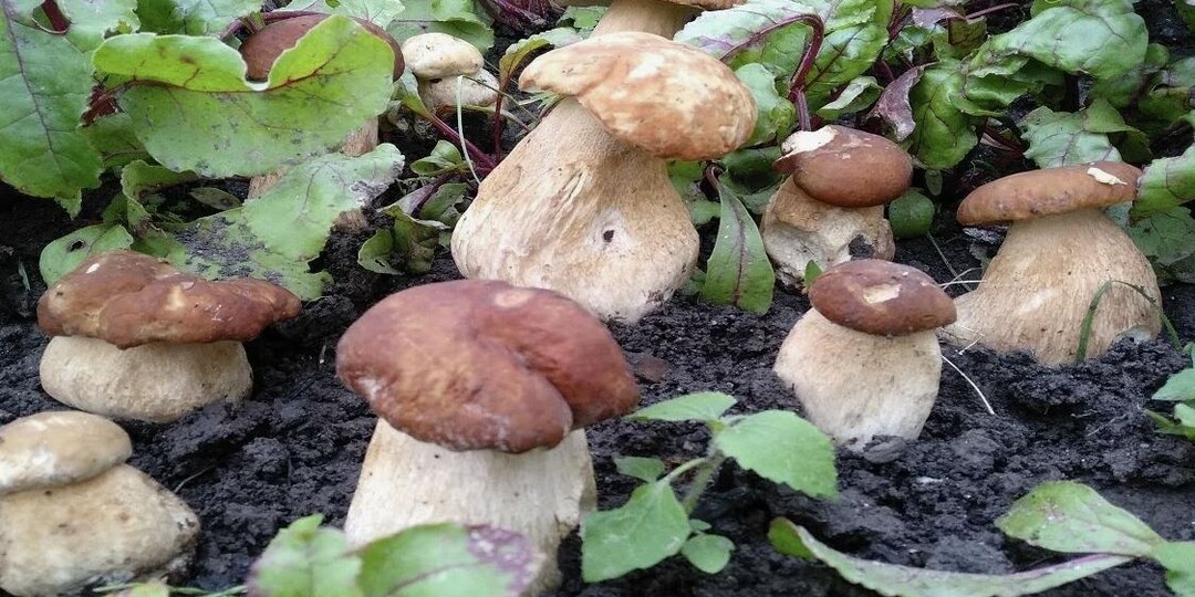 Выращивание белых грибов на участке: реальность, но с хитростями