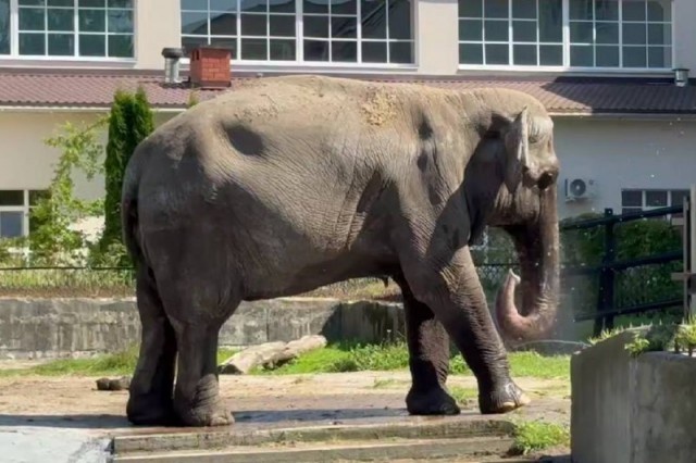   Скриншот из видео Калининградского зоопарка