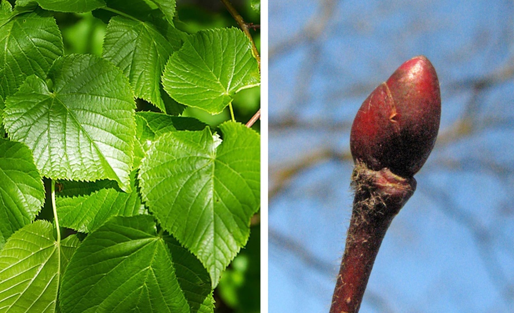 Липа сердцевидная названа так из-за листьев в форме сердечка. Но некоторые специалисты считают, что на сердце похожа красная липовая почка