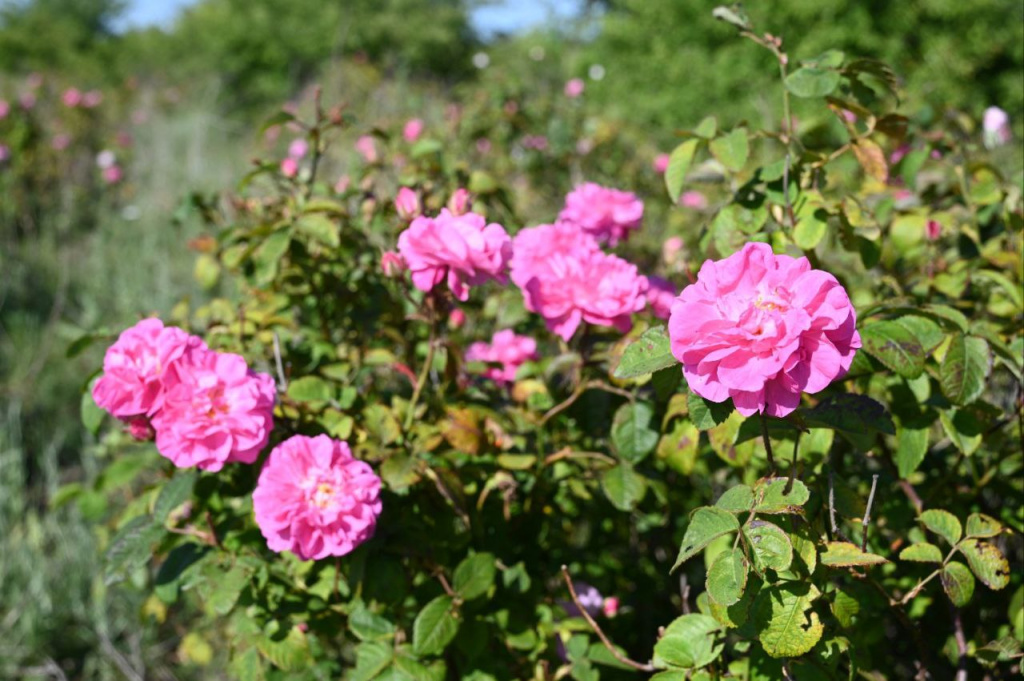 Фото: Гала Амарандо