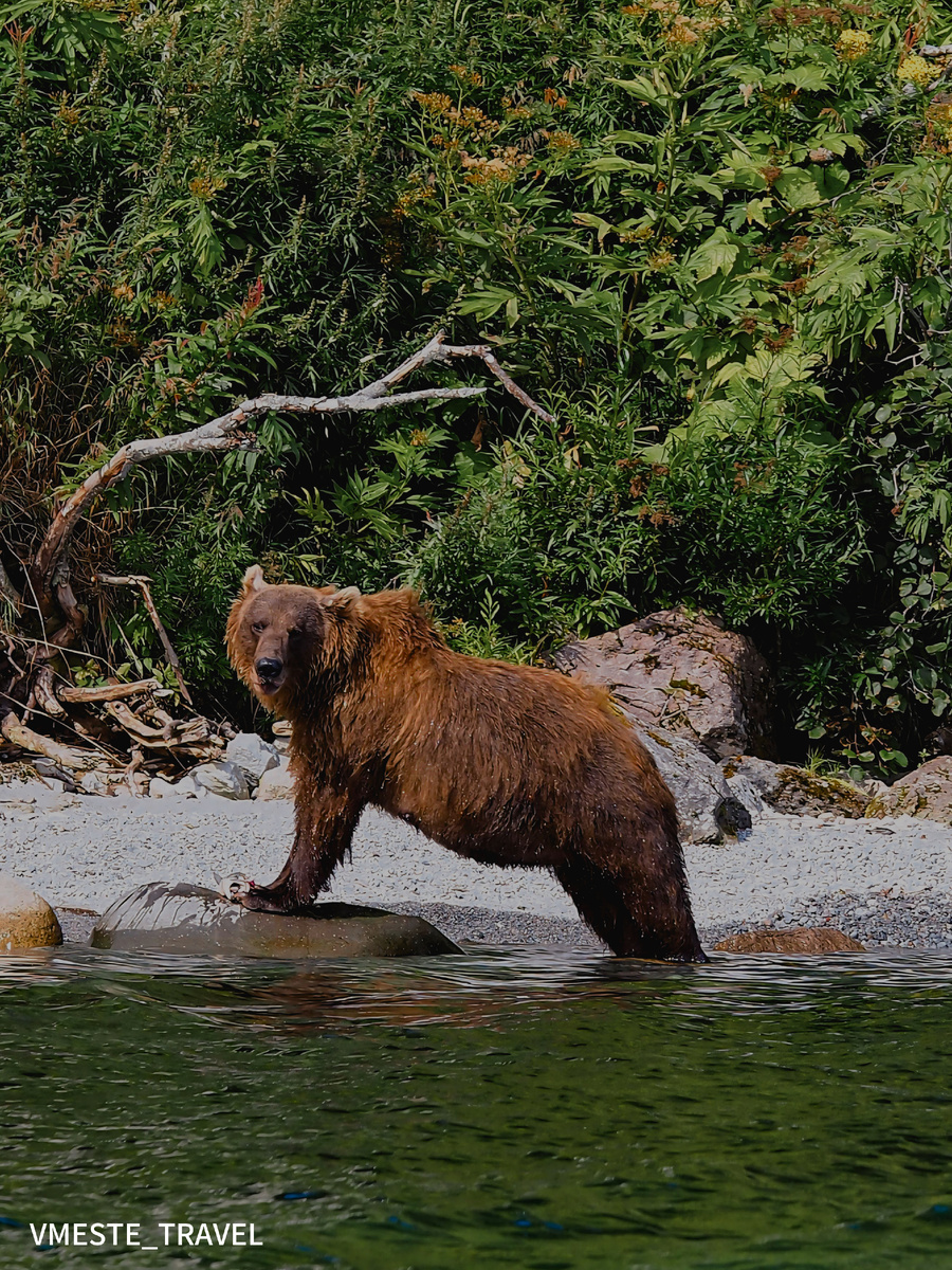 Медведи на Камчатке, фото Вместе Тревел