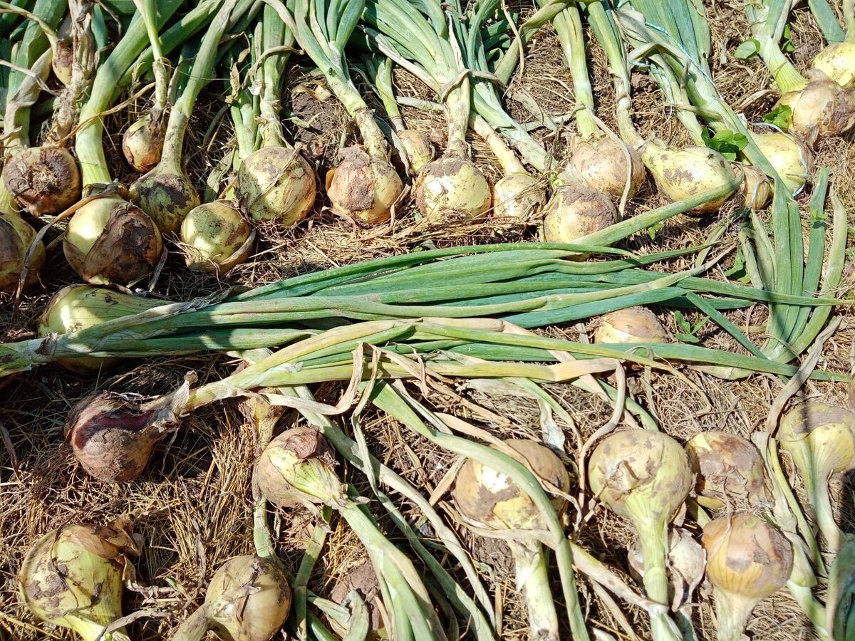 лук сушится на грядке август/фото автора