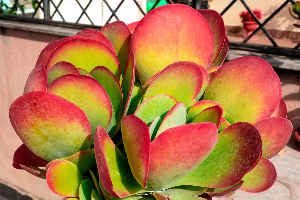 Tarda Santo / Shutterstock / FOTODOM📷На листьях каланхоэ вида Thyrsiflora присутствует красная кайма