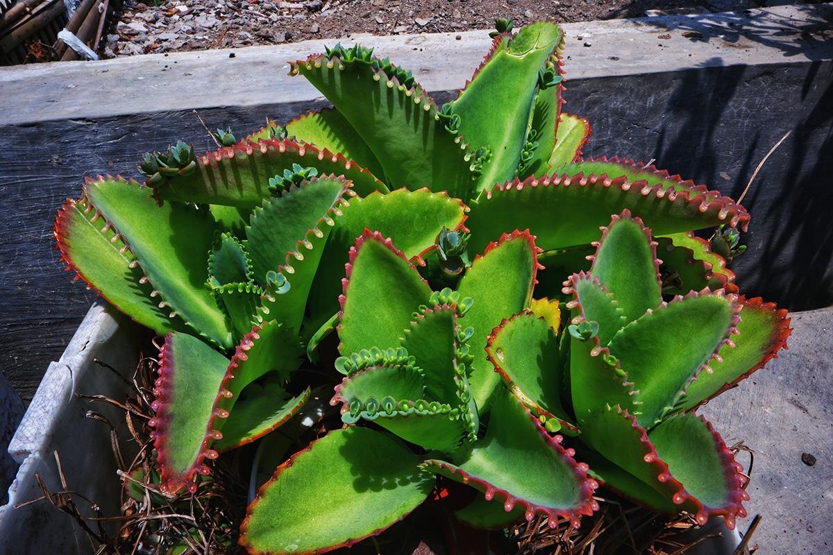 Hazar Gryan / Shutterstock / FOTODOM📷Существует более 200 видов каланхоэ