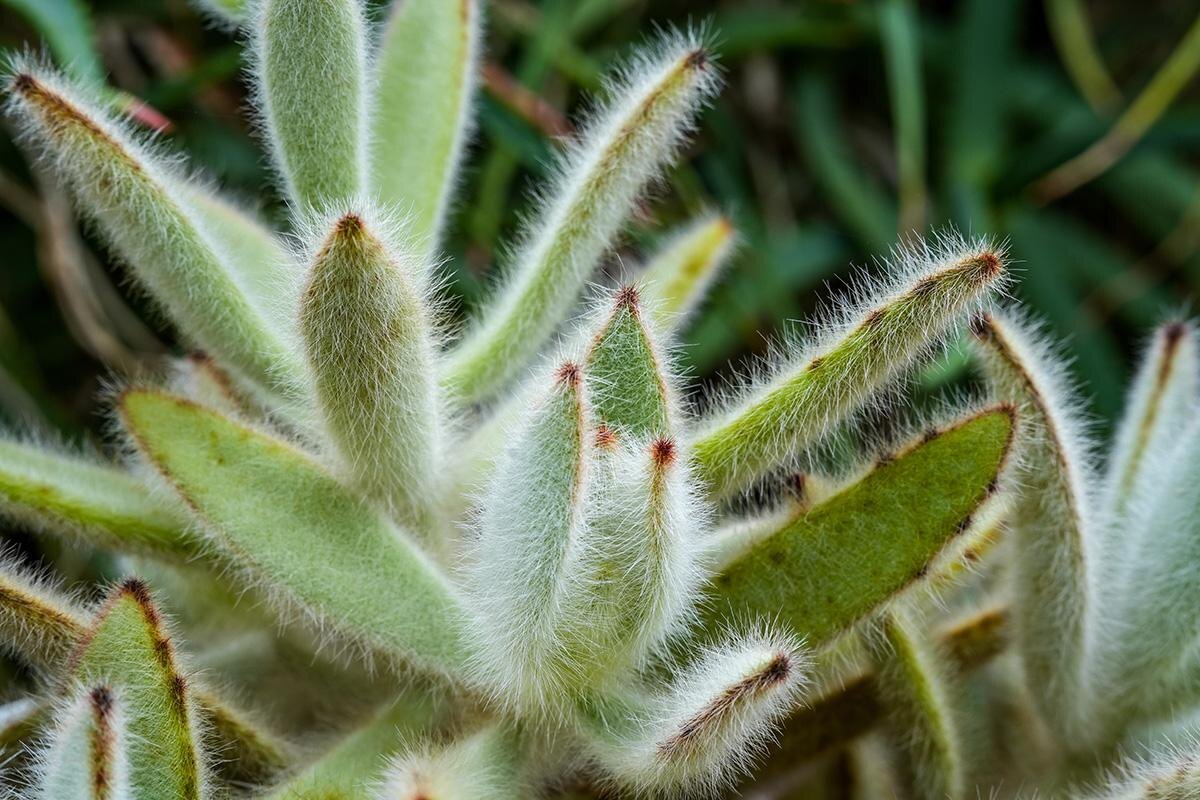 Sandra Alkado / Shutterstock / FOTODOM📷Существует более 200 видов каланхоэ