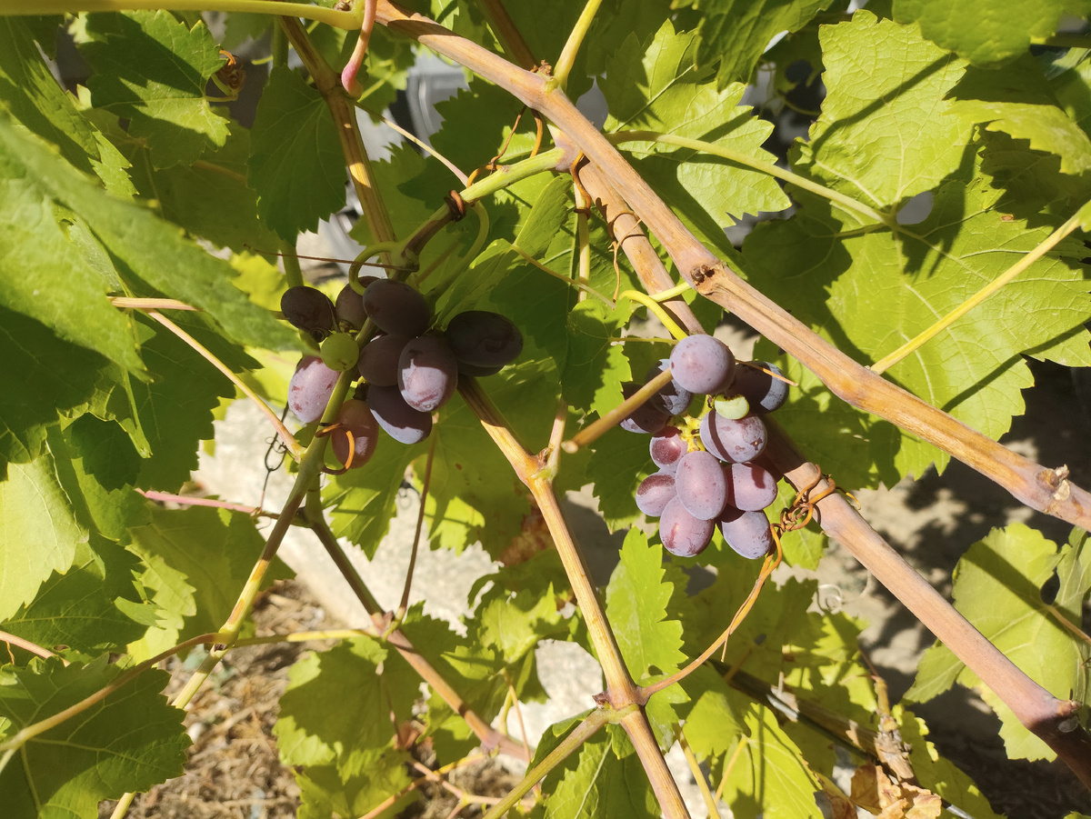 Зреет кишмиш Алиса