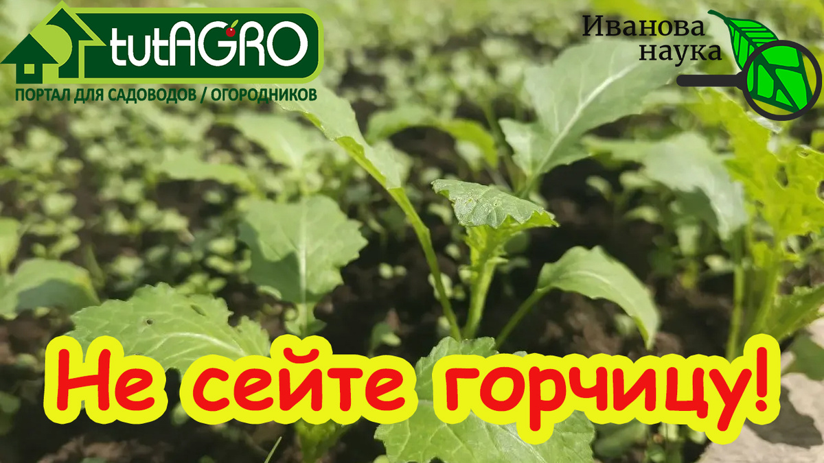 Горчица - отличный сидерат! Но у него есть темная сторона.