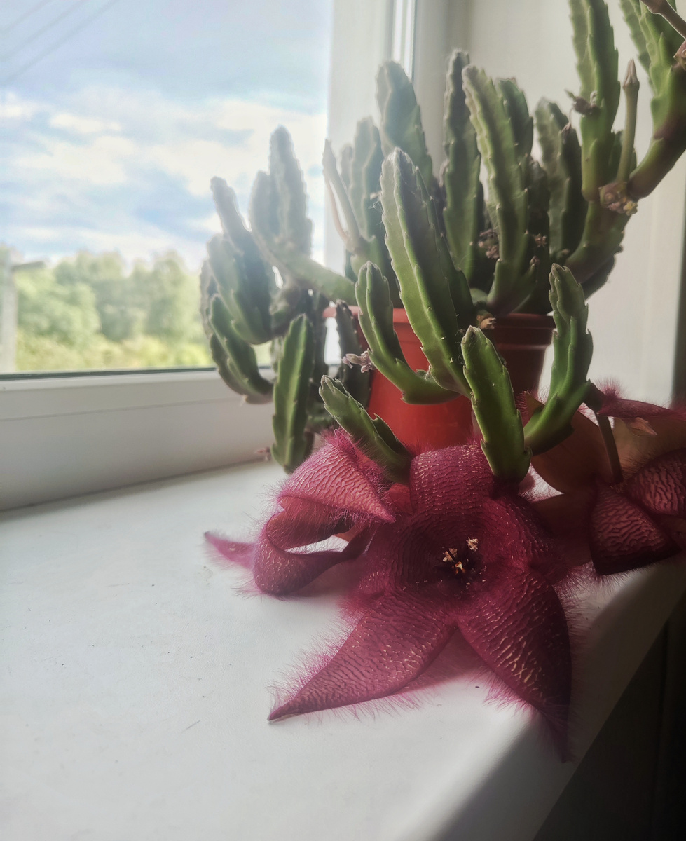 Цветет стапелия