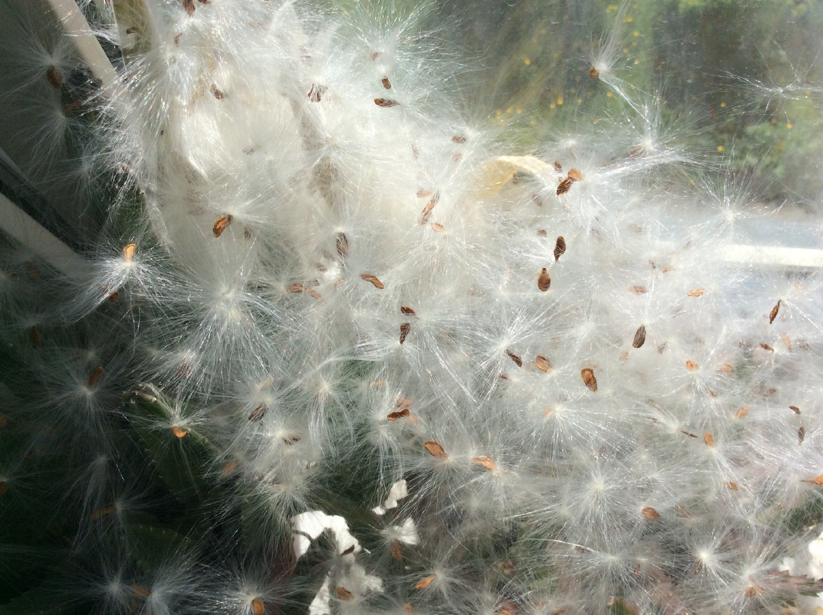 Семена стапелии