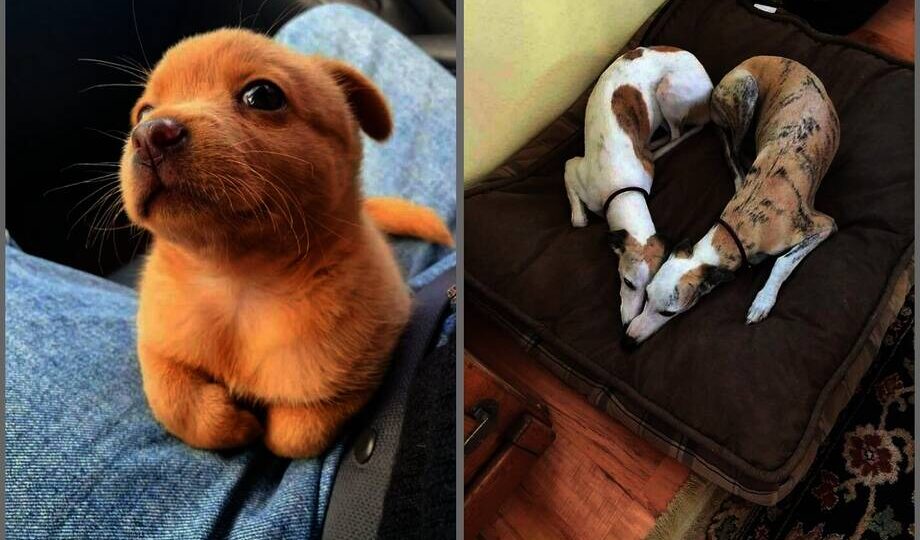 15 милейших кадров с собаками, от которых невозможно отвести взгляд