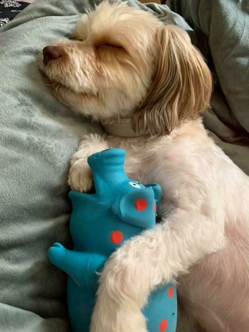    15 милейших кадров с собаками, от которых невозможно отвести взгляд