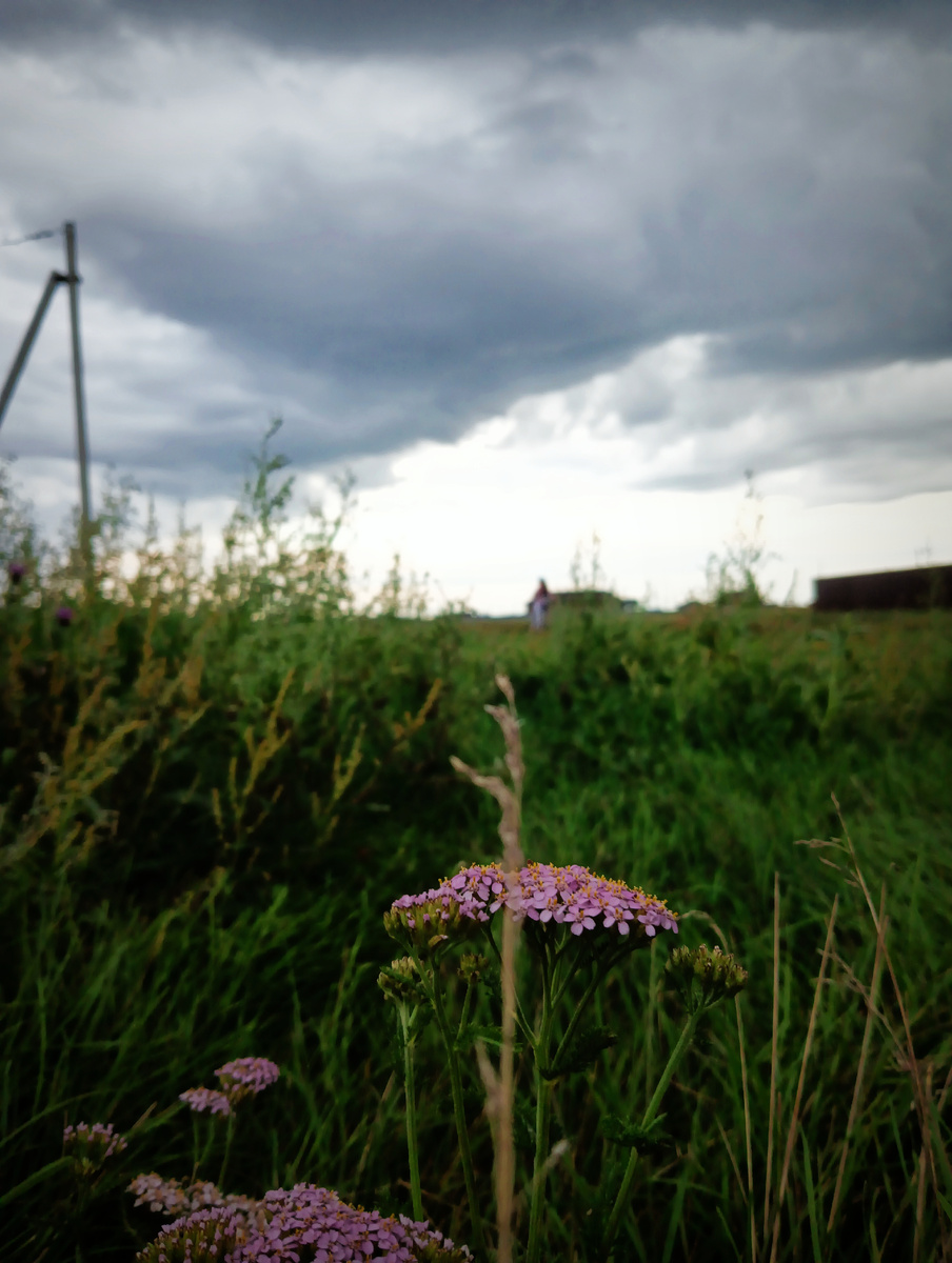 Холодный фронт подходит к деревне Гауф в Омской области 13 августа 2025. Авторское фото