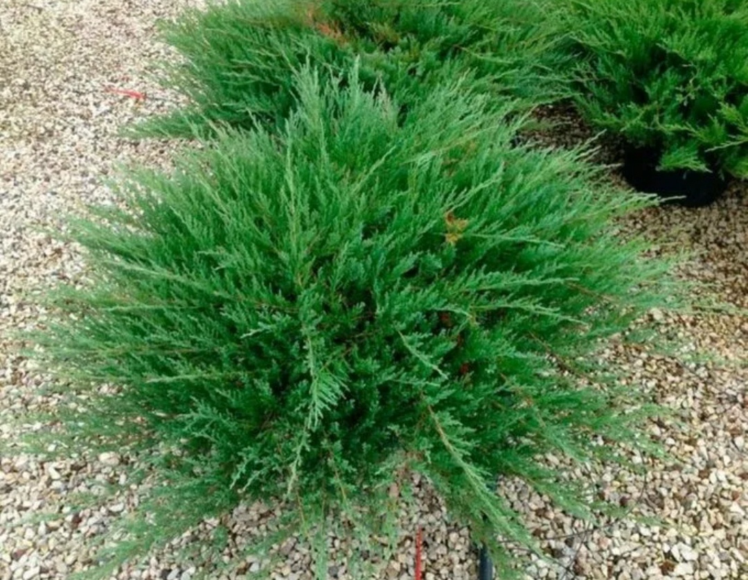 Тамарисцефолия 