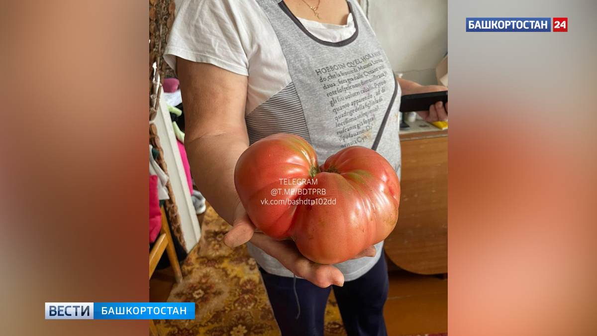    Гигантский помидор вырастили садоводы в Башкирии