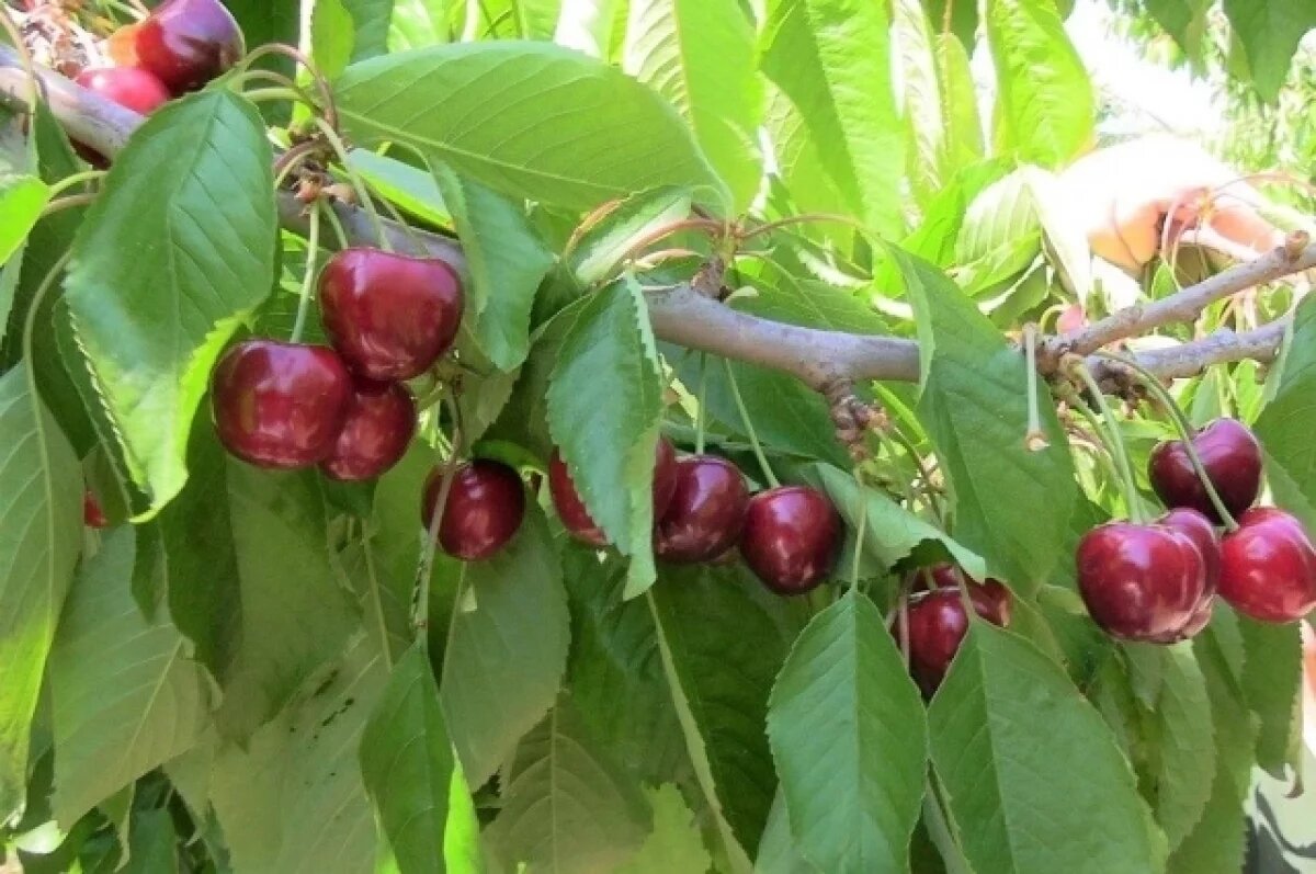    Из-за заморозков на Кубани в 2025 году пострадало до 80% урожая черешни